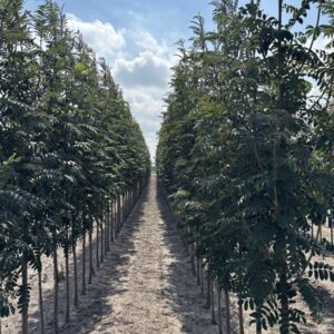 Sorbus aucuparia 'Cardinal Royal'