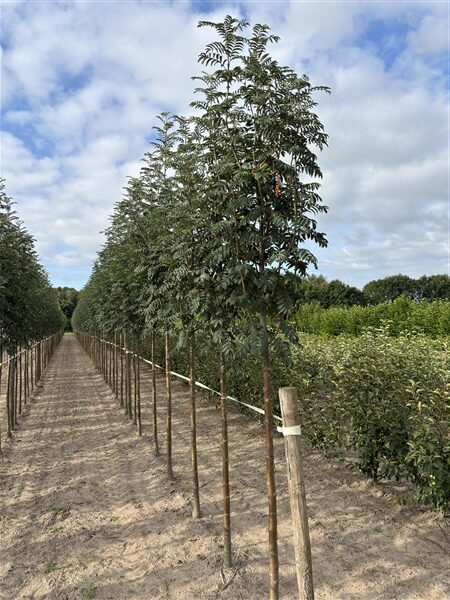 Sorbus aucuparia 'Cardinal Royal' - Afbeelding 2