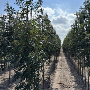 Sorbus aucuparia 'Edulis'