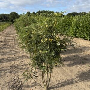Sorbus wilfordii