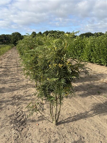 Sorbus wilfordii