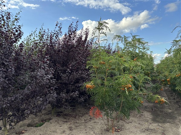 Sorbus wilfordii - Afbeelding 2