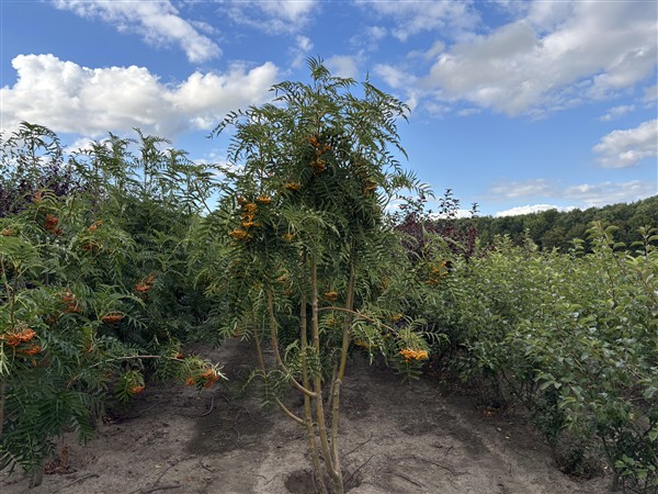 Sorbus wilfordii - Afbeelding 3