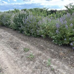 Vitex agnus-castus