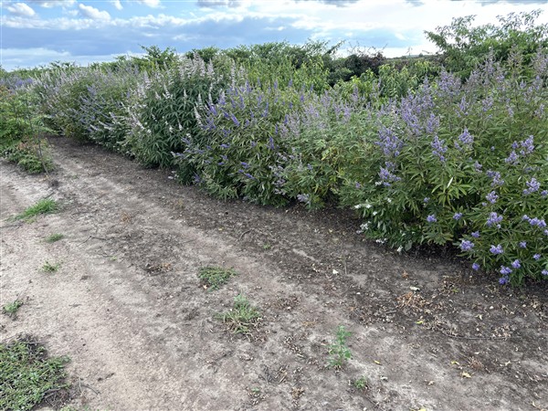 Vitex agnus-castus
