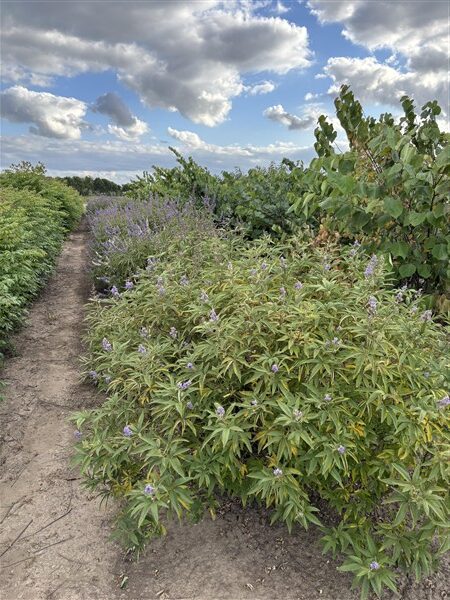Vitex agnus-castus - Afbeelding 2