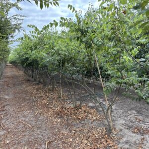 Zelkova serrata