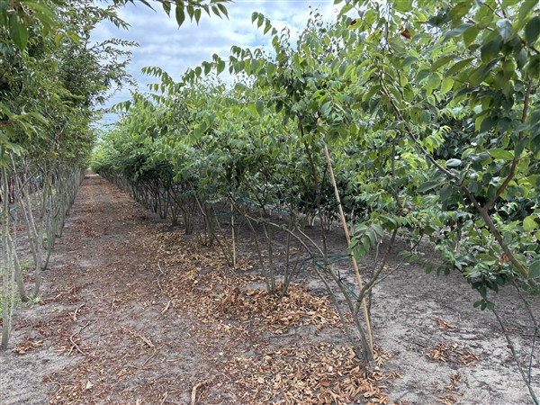 Zelkova serrata