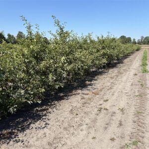 Amelanchier lamarckii