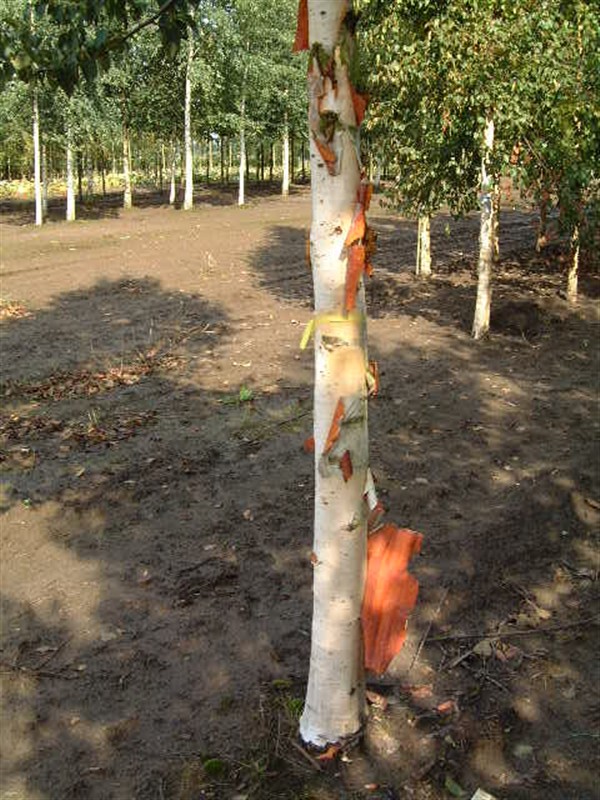 Betula utilis Fascination - Afbeelding 2