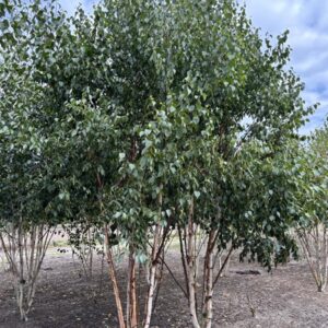 Betula utilis Fascination
