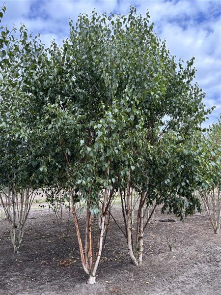 Betula utilis Fascination