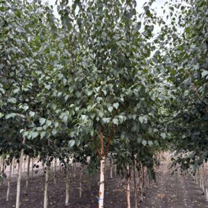 Betula utilis Fascination
