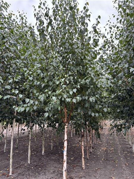 Betula utilis Fascination