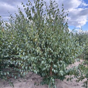 Betula utilis Fascination