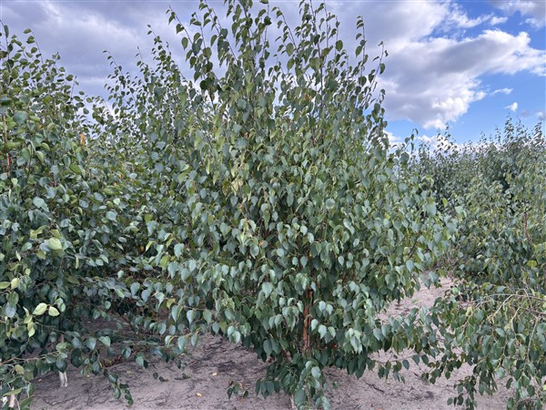 Betula utilis Fascination