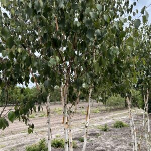 Betula utilis Grayswood Ghost