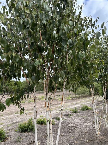 Betula utilis Grayswood Ghost