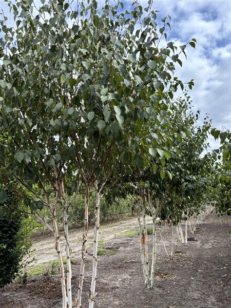 Betula utilis Grayswood Ghost - Afbeelding 2