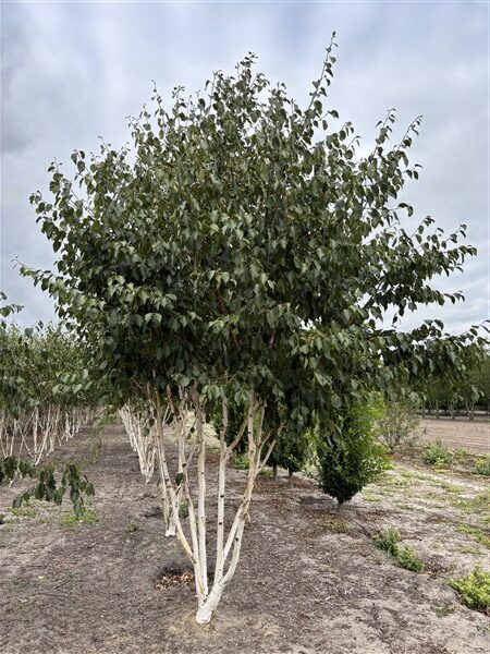 Betula utilis Grayswood Ghost - Afbeelding 3