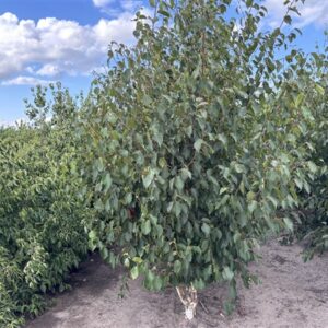 Betula utilis Grayswood Ghost