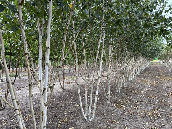 Betula utilis Jacquemontii - Afbeelding 5