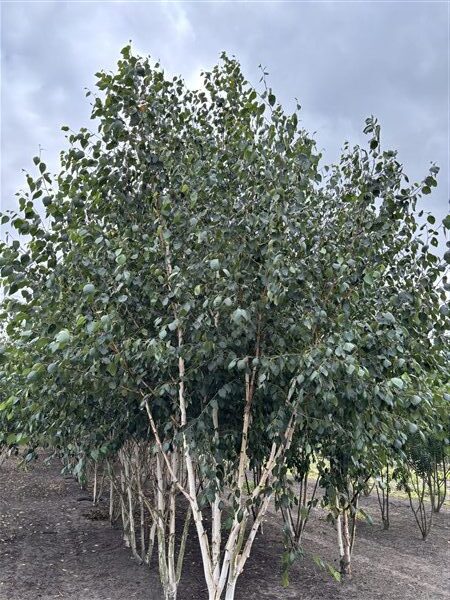 Betula utilis Jacquemontii - Afbeelding 4
