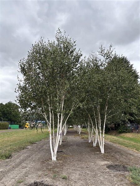 Betula utilis Jacquemontii - Afbeelding 3