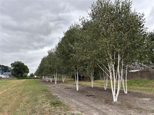 Betula utilis Jacquemontii - Afbeelding 2