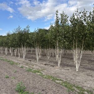 Betula utilis Jacquemontii