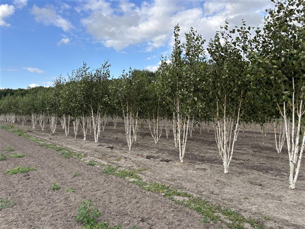Betula utilis Jacquemontii