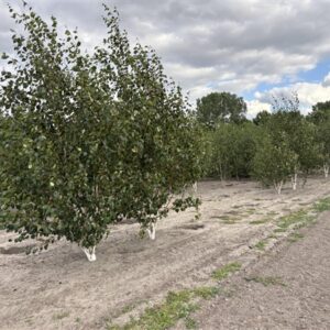 Betula utilis Jacquemontii