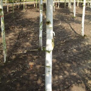 Betula utilis Jacquemontii
