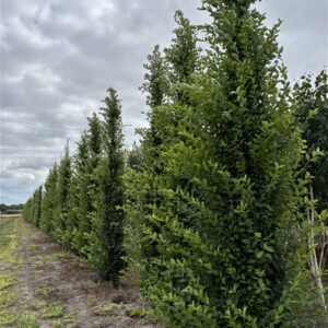 Carpinus betulus Fastigiata