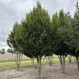 Carpinus betulus Lucas
