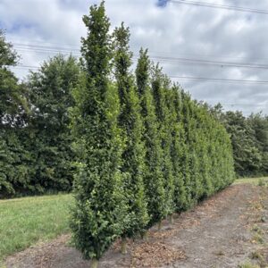 Carpinus betulus Lucas