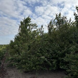 Cercidiphyllum japonicum