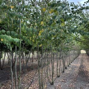 Cercidiphyllum japonicum