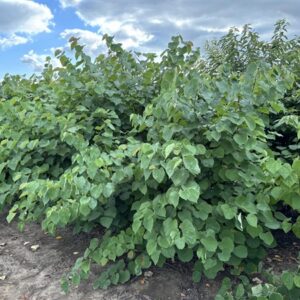Cercis canadensis
