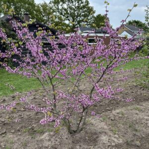 Cercis siliquastrum