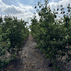 Cornus kousa 'Milky Way'