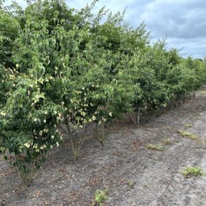 Cornus kousa 'Milky Way'