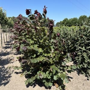 Corylus maxima Purpurea