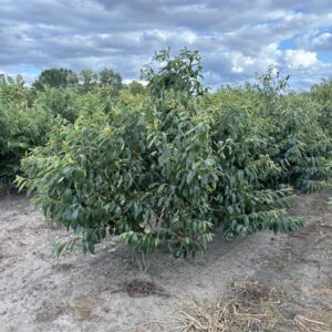 Diospyros lotus