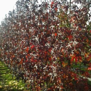 Liquidambar styr ‘Jason’