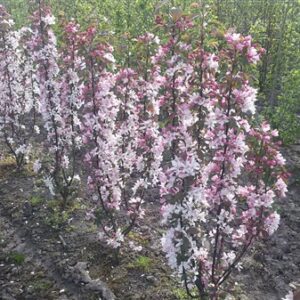 Malus ‘D.V.P. Obel’