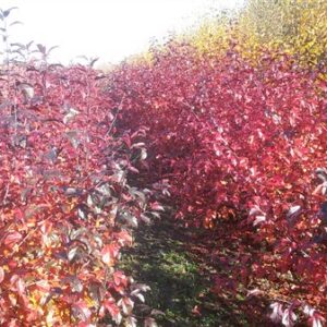 Malus toringo ‘Freja’