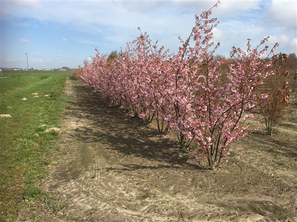 Prunus 'Accolade' - Afbeelding 3