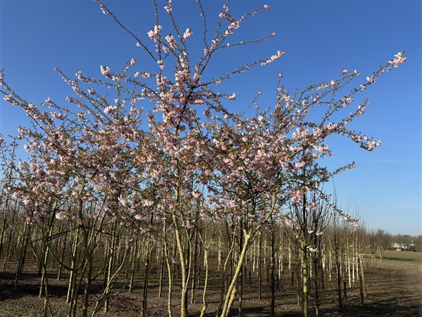 Prunus 'Accolade' - Afbeelding 4