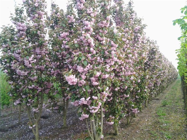 Prunus serrulata 'Kanzan' - Afbeelding 5
